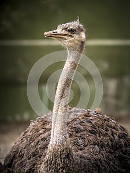 Funny ostrich face with a long neck