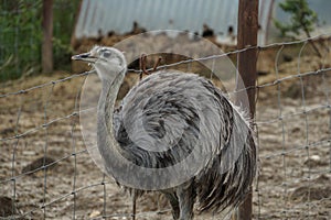 Funny ostrich standing in neutral surroundings