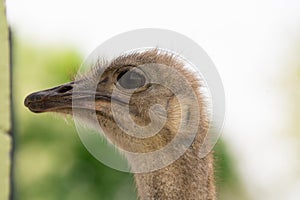 Funny ostrich in the zoo, close up portrait.