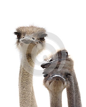 Funny ostriches
