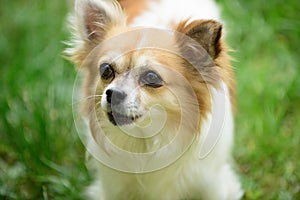 Funny and outgoing little pup. Pomeranian spitz dog walk on nature. Dog pet outdoor. Cute small dog play on green grass