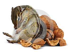 Funny overeating chipmunk with nuts photo