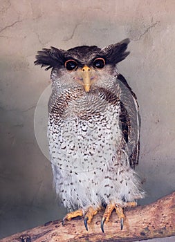 Funny owl portrait looking camera in bird park