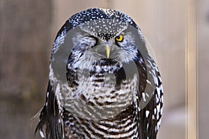 Funny Owl Winkingwith one eye