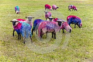 Funny painted in bright colors sheep grazing in the meadow