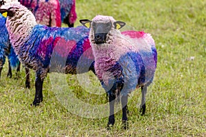 Funny painted in bright colors sheep grazing in the meadow