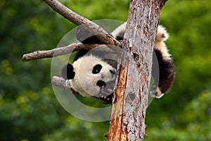 Funny Panda Bear. Comical young Panda Bear on the tree. Lying cute young Giant Panda feeding feeding bark of tree. Sichuan Giant photo