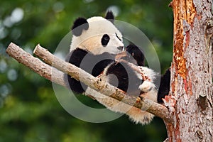 Funny Panda Bear. Comical young Panda Bear on the tree. Lying cute young Giant Panda feeding feeding bark of tree. Sichuan Giant P