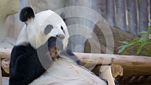 Funny panda eating bamboo