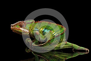 Funny Panther Chameleon, reptile holds on his tail, Isolated Black