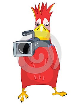 Funny Parrot. Cameraman.
