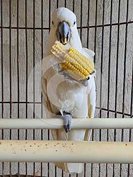 a funny parrot is eating corn