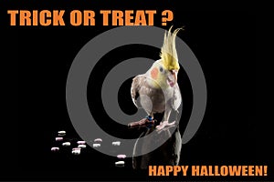 Funny Parrot Halloween meme,Trick or Treat. Cockatiel eating candy. cool memes and quotes