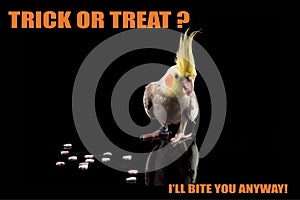 Parrot Halloween funny meme,Trick or Treat, I will bite you. Cockatiel eating candy. cool memes and quotes photo