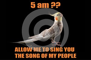 Funny Parrot meme, Cockatiel Portrait, 5 am?, Let me sing you the song of my people. cool memes and quotes