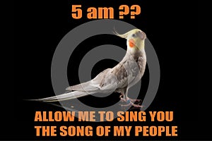 Funny Parrot meme, Cockatiel Portrait, 5 am?, Let me sing you the song of my people. cool memes and quotes photo