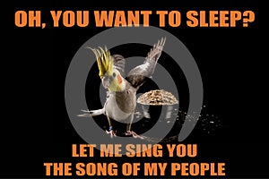 Funny Parrot meme, you want to sleep?, Let me sing you the song of my people. cool memes and quotes photo