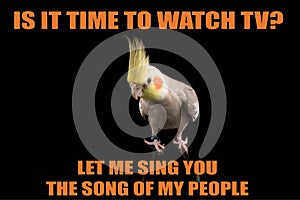 Funny Parrot meme, you want to watch TV?, Let me sing you the song of my people. cool memes and quotes photo