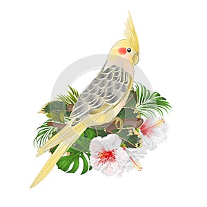 Funny parrot yellow cockatiel cute tropical bird and white hibiscus watercolor style on a green background vintage vector illust