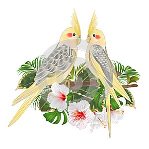 Funny parrots yellow cockatiel cute tropical bird and white hibiscus watercolor style on a green background vintage vector illus