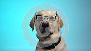 Funny pedigreed dog in eyeglasses posing on camera, smart housepet, advertising