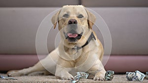 Funny pedigreed dog lying near torn dollar banknotes, house pet misbehaving