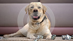 Funny pedigreed dog lying near torn dollar banknotes, house pet misbehaving