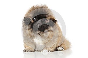 Funny Pekingese puppy