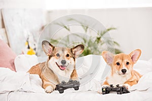 Funny pembroke welsh corgi dogs lying in bed with joysticks