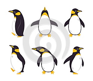 Funny Penguin as Aquatic Flightless Bird with Flippers Waddling and Standing Vector Set