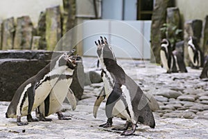 Funny penguins concert in a zoo