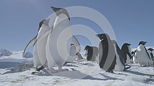 Funny penguins flapping the wings Close-up. Antarctica.