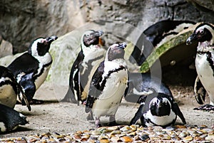 Funny Penguins in Singapore Zoo