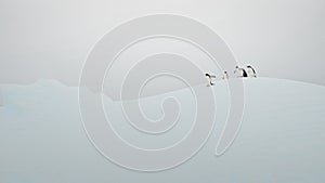 Funny penguins slides at iceberg in Antarctica. Cute animals on snow and ice floe in ocean