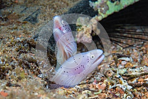 Funny peppercorn Moray Eels look out from a hard coral pinnacle.