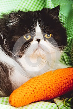 Funny Persian cat with angry face