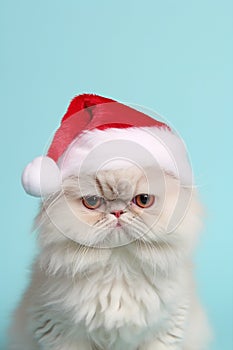Funny Persian cat with Santa Claus hat in front of blue background