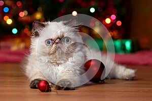 Funny persian kitten is playing with Christmas balls
