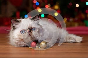 Funny persian kitten with two Christmas ball ornaments