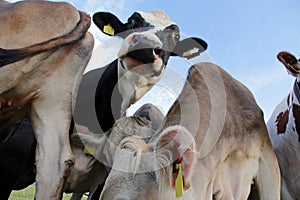 Funny perspective of cows