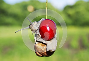 Funny pest of garden snail hanging on ripe red berry cherries in