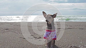 Funny pet in beach clothes enjoying a sunny day by the ocean, dog on a summer holiday,puppy outdoors on a beach trip