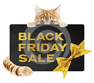 Funny pet cat showing black friday sale golden text written on black gift card with ribbon bow isolated on white background
