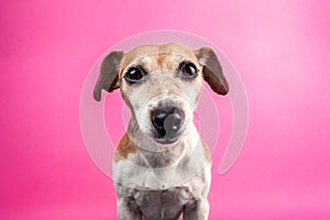 Funny pet dog face smiling on pink background. wide-angle lens effect. Fun party mood pup friend