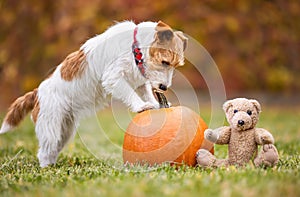Funny pet dog with a pumpkin and toy in autumn, halloween, thanksgiving or fall concept