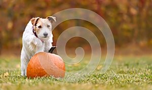 Funny pet dog puppy jumping on a pumpkin in autumn, halloween, thanksgiving or fall banner