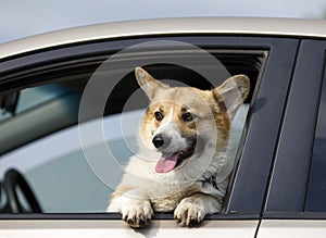 funny pet a ginger Corgi dog puppy stuck its snout out of a car window on the road while travelling