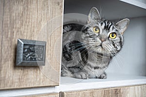 Funny pets. Funny cat looks out of the closet. Cats love to hide in secluded places.