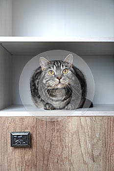 Funny pets. Funny cat looks out of the closet. Cats love to hide in secluded places