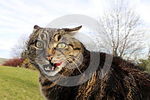 Funny photo with a cat licking its mouth and looking stupid